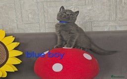 British Shorthair cats for sale: British Blue Shorthair kittens, GCCF pedigree - Image 12