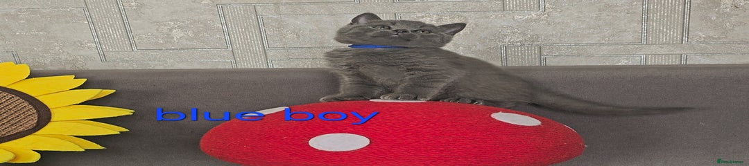 Blue collar - boy