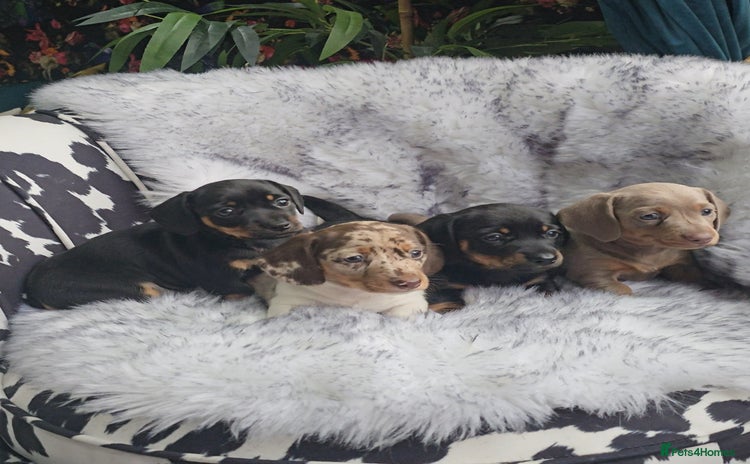 Miniature Dachshund dogs - Advert 2