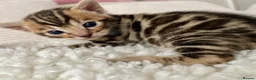 Bengal cats for sale: 🔥🏆Luxury Bengal Boys Ready🏆🔥 in Birmingham - Advert 1