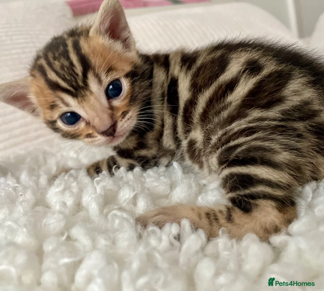 Bengal cats for sale: 🔥🏆Luxury Bengal Boys Ready🏆🔥 in Birmingham - Advert 1
