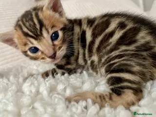Bengal cats 🔥🏆Luxury Bengal Boys Ready🏆🔥 - Advert 1