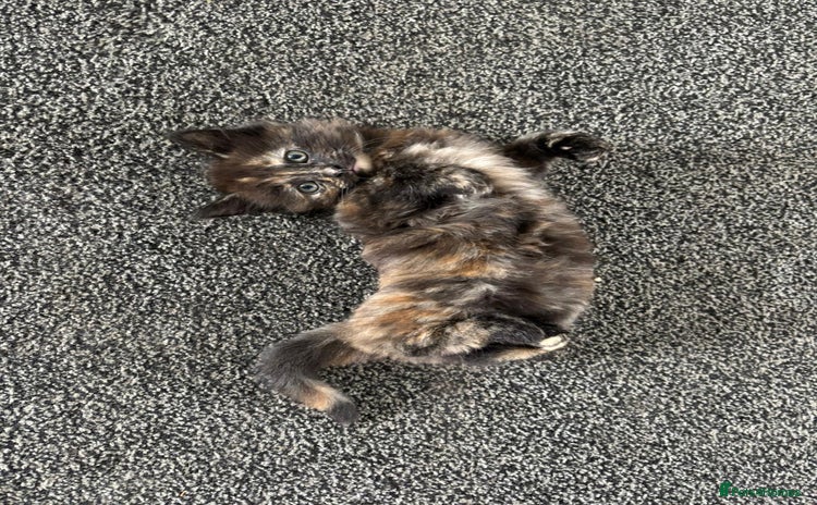 Mixed Breed cats - Advert 3