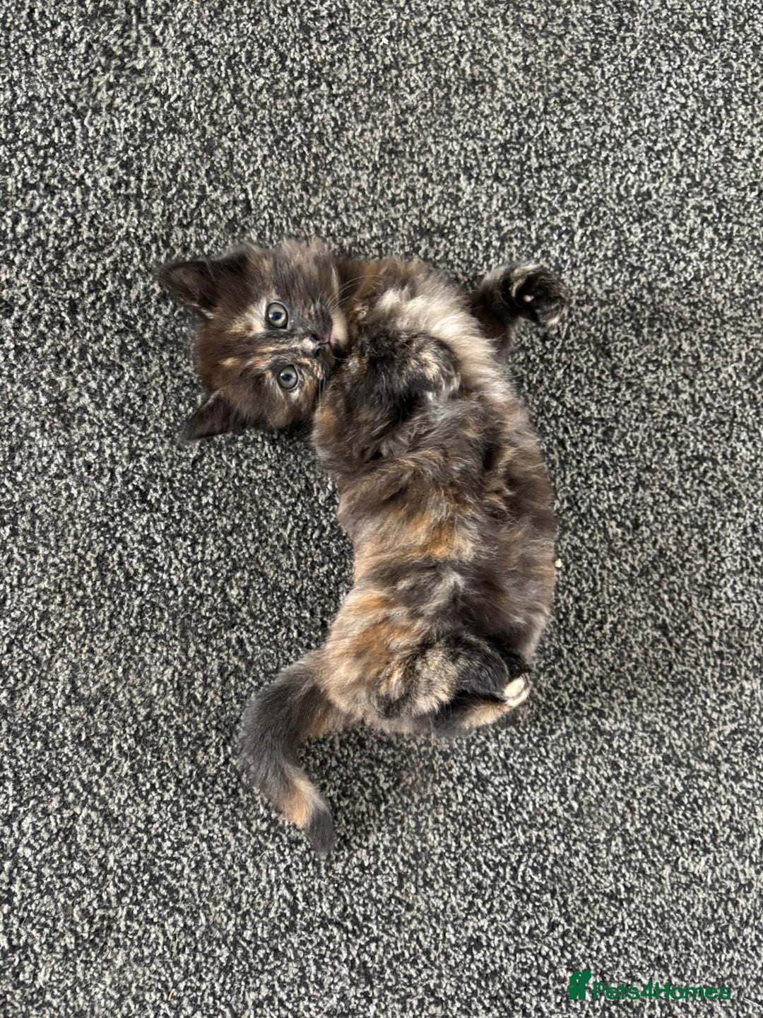 Mixed Breed cats for sale: Beautiful Kittens Looking for a Loving Home - Image 1