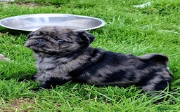 Pug dogs for sale: Pug puppies-Merle, panda and koi - Image 17