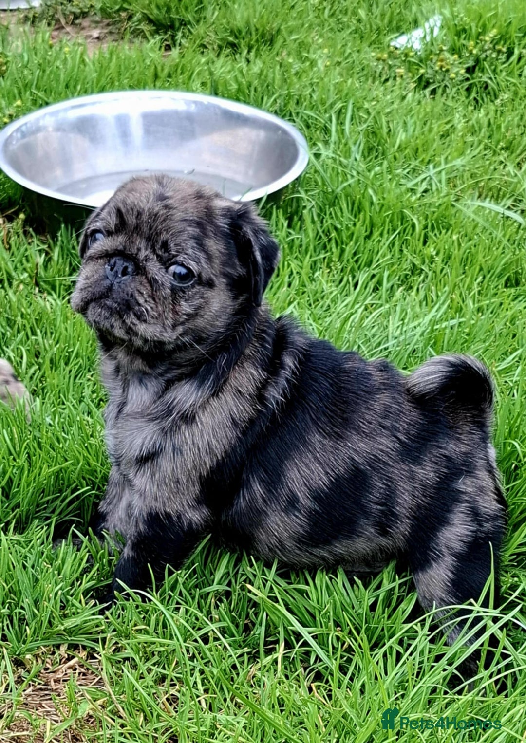 Pug dogs for sale: Pug puppies-Merle, panda and koi - Image 17