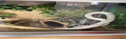 Corn Snake reptiles for sale: Corn Snake including full vivarium set up - Advert 2
