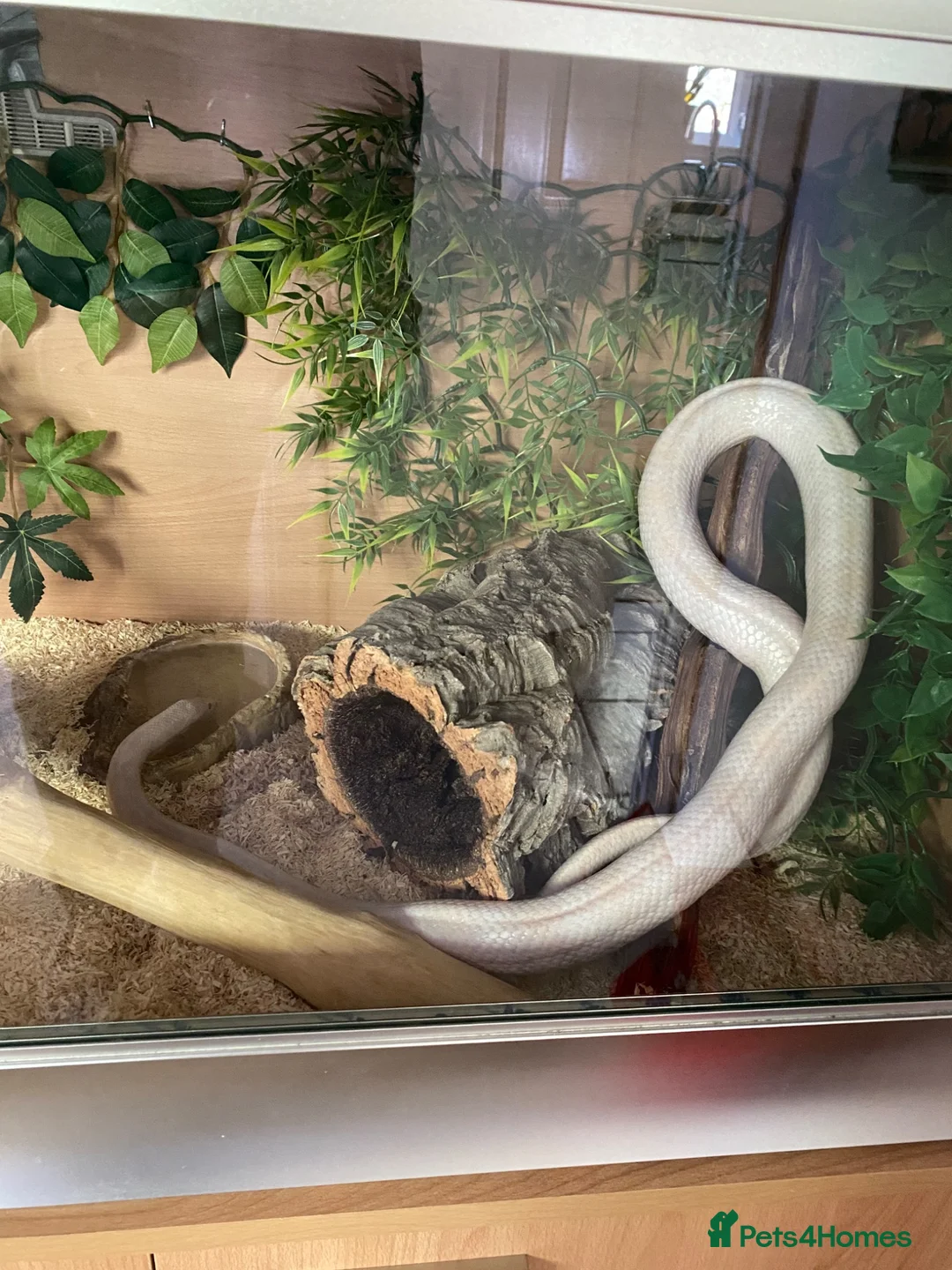 Corn Snake reptiles for sale: Corn Snake including full vivarium set up - Advert 2