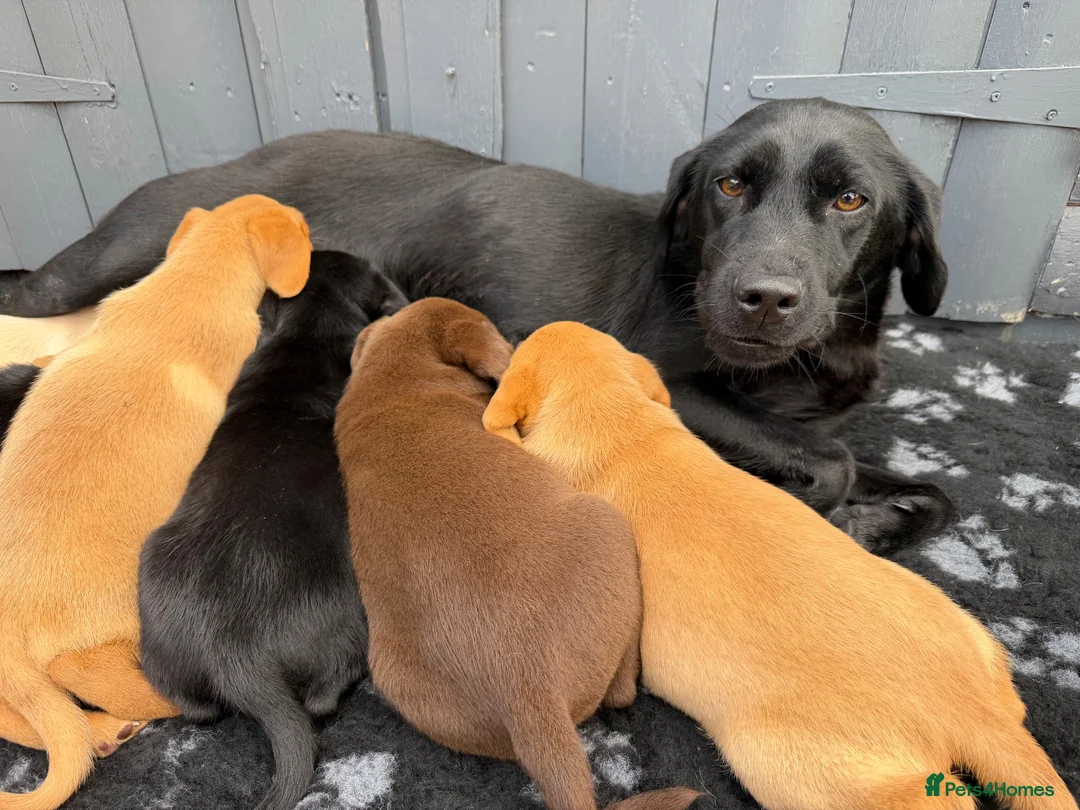 Labrador Retriever dogs for sale: Labrador puppies (licensed breeder) - Advert 2