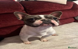 French Bulldog dogs for stud: French Bulldog for stud  - Image 2