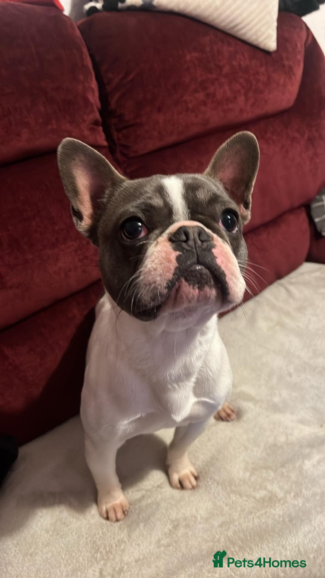 French Bulldog dogs for stud: French Bulldog for stud  - Image 2