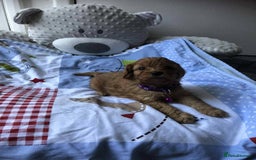 Cavapoo dogs for sale: Beautiful F1 Cavapoo puppies  - Image 10