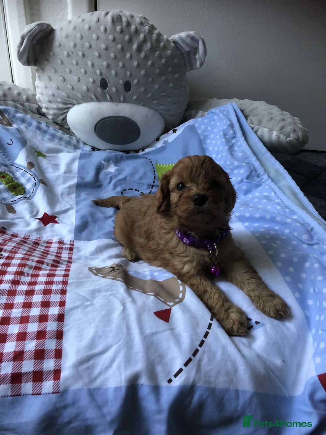 Cavapoo dogs for sale: Beautiful F1 Cavapoo puppies  - Image 10