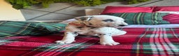 Dalmatian dogs for sale: PEDIGREE Dalmatian Puppies ready NOW - Advert 9