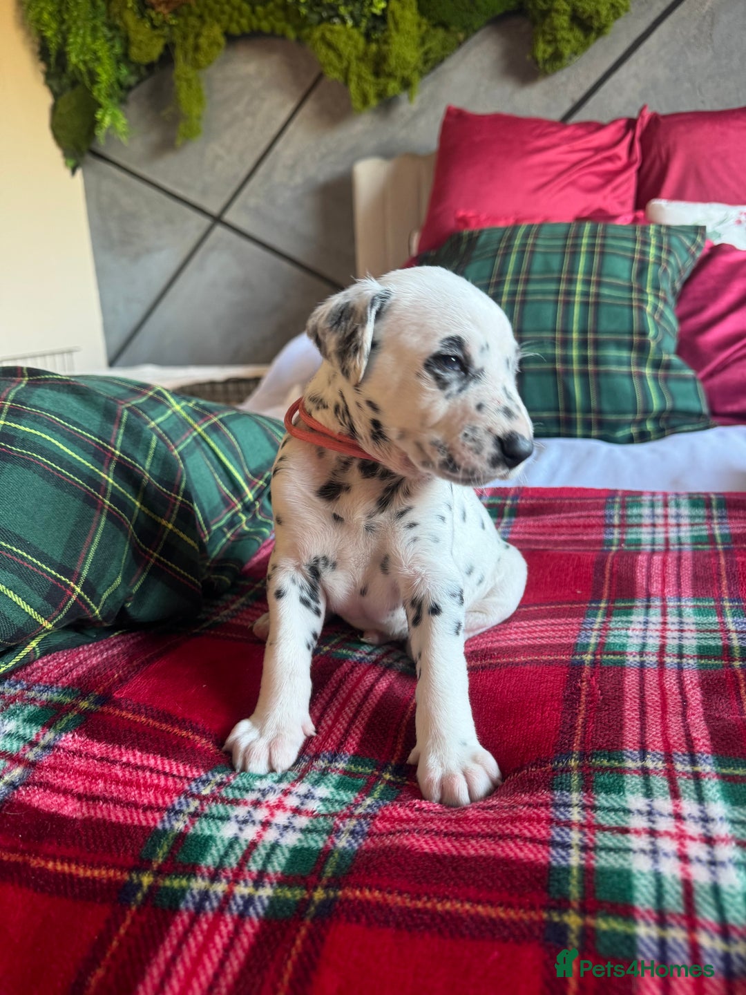 Dalmatian dogs for sale: PEDIGREE Dalmatian Puppies ready NOW - Advert 9