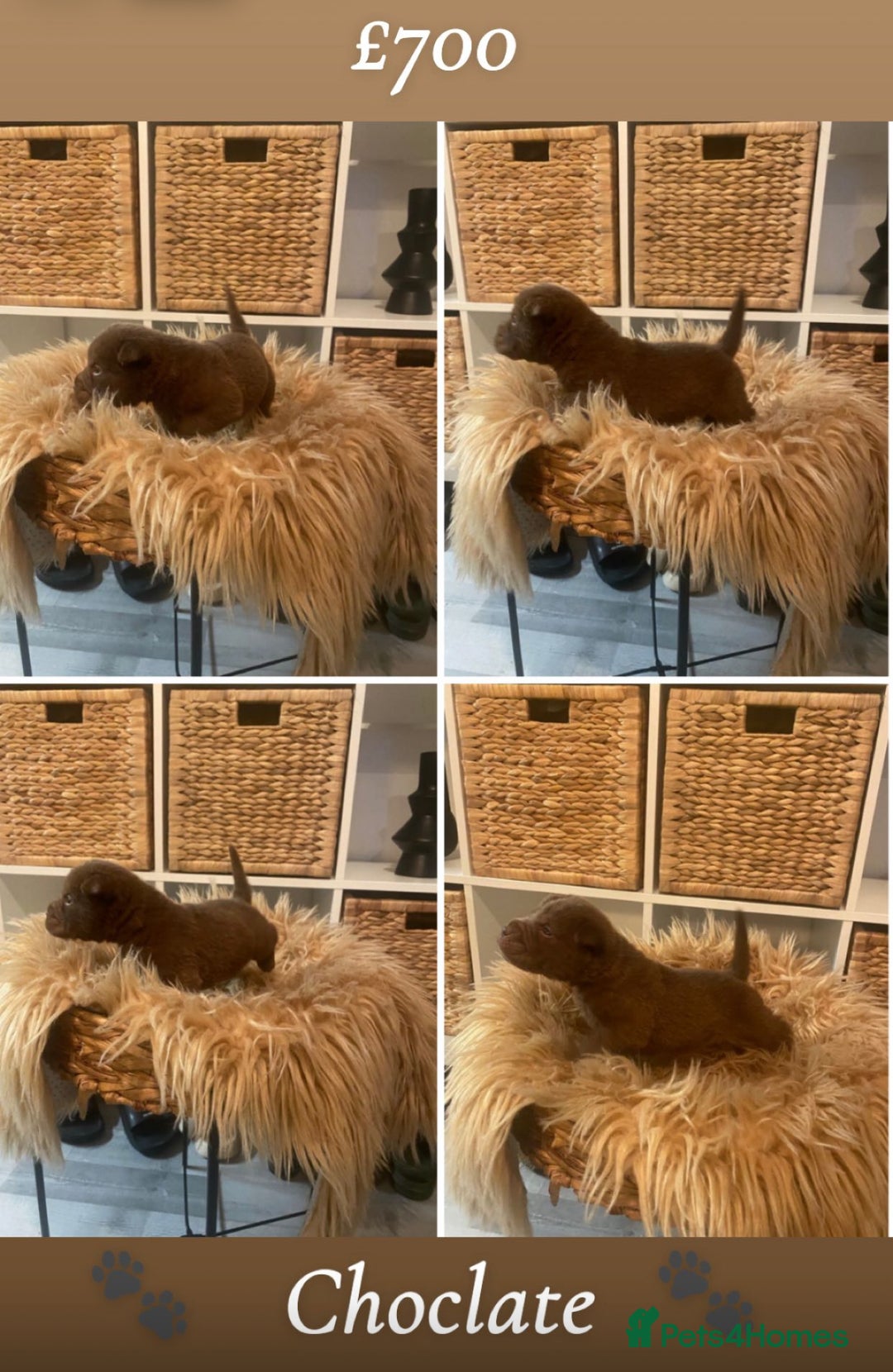 Shar Pei dogs for sale: Shar pei pups 🐶 Rainbow 🌈 litter  - Image 8