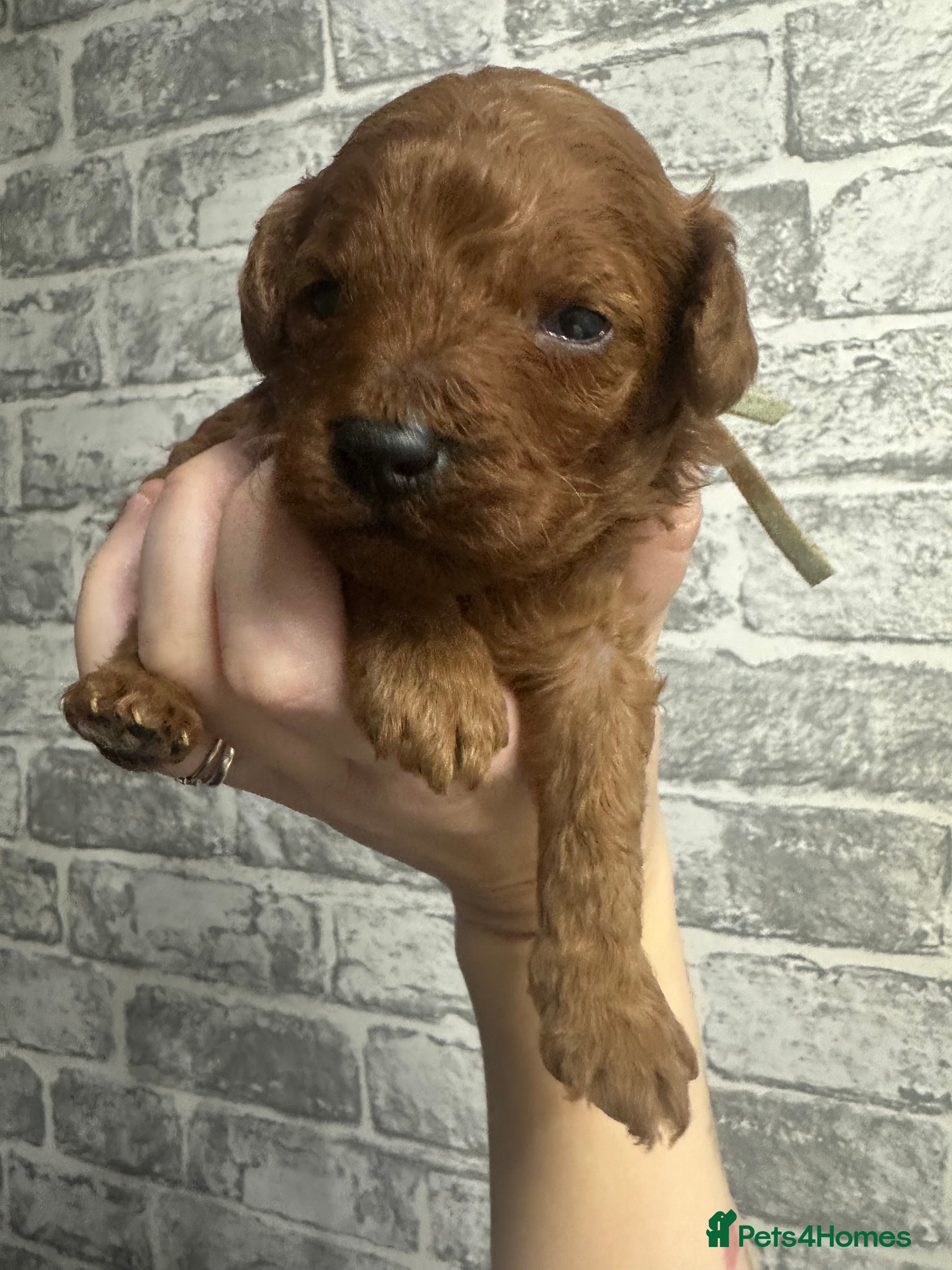 Toy Poodle dogs Tiny red toy poodles, kc dna health clear parents  - Advert 2