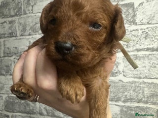 Toy Poodle dogs Tiny red toy poodles, kc dna health clear parents - Advert 2