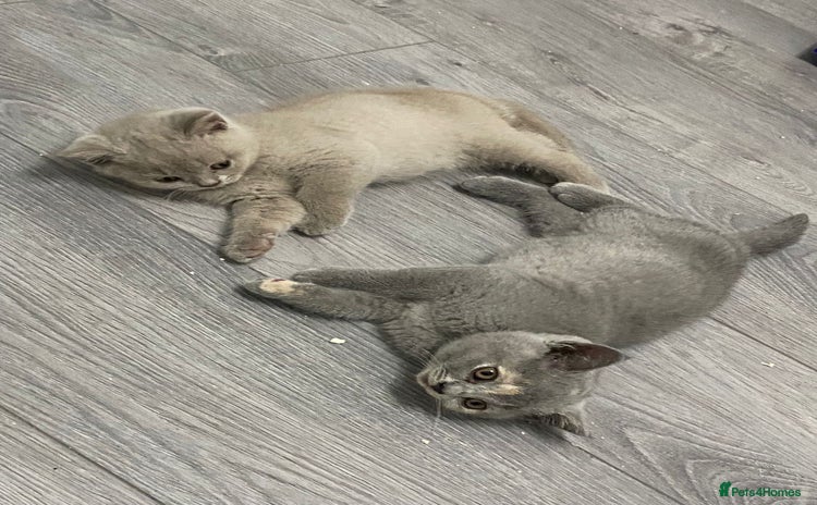 British Shorthair cats - Advert 1