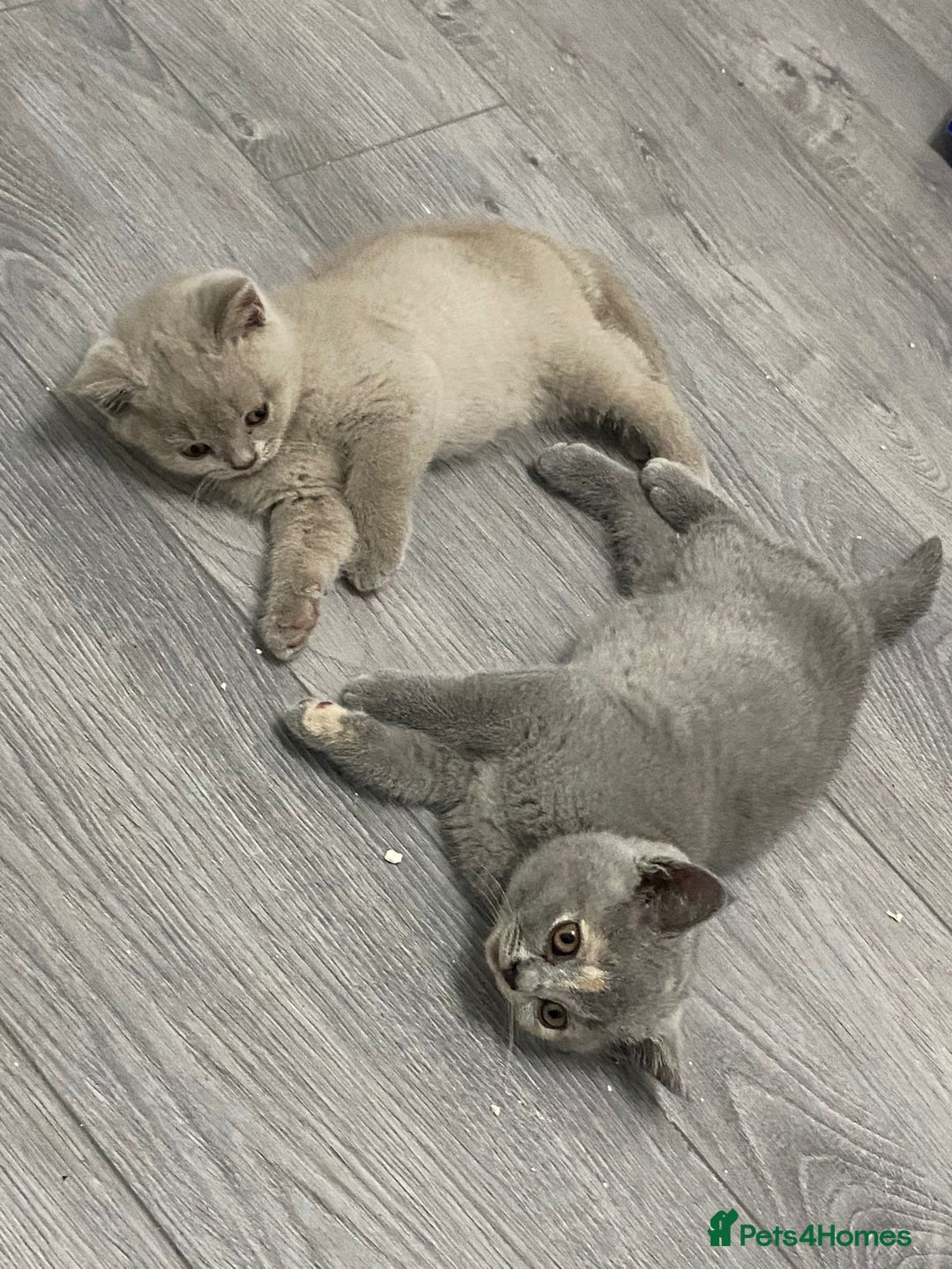 British Shorthair cats for sale: Beautiful British Short Hair Kittens - Image 1