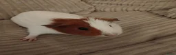 Guinea Pig rodents for sale: 2 female Guinea pigs needs a new home - Advert 2