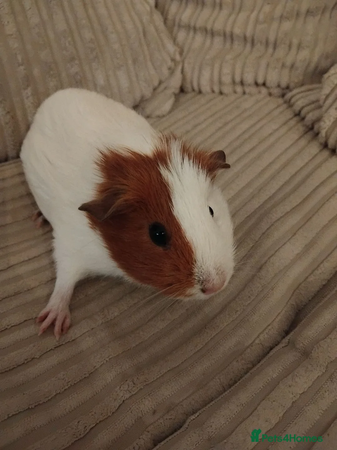 Guinea Pig rodents for sale: 2 female Guinea pigs needs a new home - Advert 2