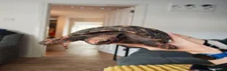 Tortoise reptiles for sale: Redfoot tortoise (cherry head)  in Craigavon - Advert 2