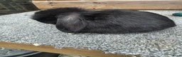 Mini Lop rabbits for sale: Litter of 6 mini lops - Advert 3