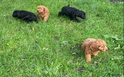 Cockapoo dogs for sale: Gorgeous cockapoo puppies - Image 7