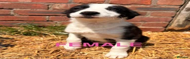 SOLD Border Collie 2