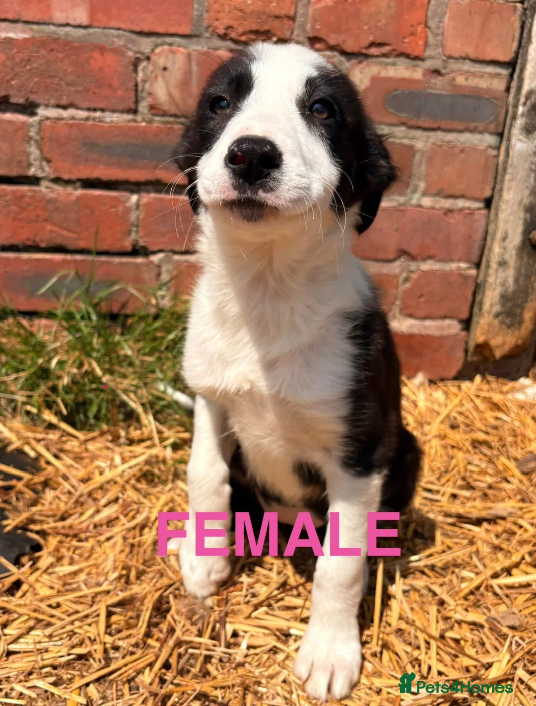 Border Collie dogs for sale: Border Collies  - Advert 2