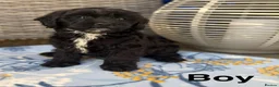 Cavapoo dogs for sale: F1 Cavapoo puppies !!! - Advert 3