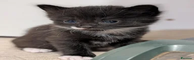 Russian Blue Black Girl