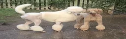 Standard Poodle dogs for sale: KC Standard Poodles due September - Advert 4