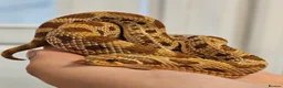 Mixed Breed reptiles for sale: Various reptiles - Advert 7