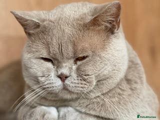 British Shorthair cats Lilac gccf stud blood group Ab in Birmingham - Advert 7