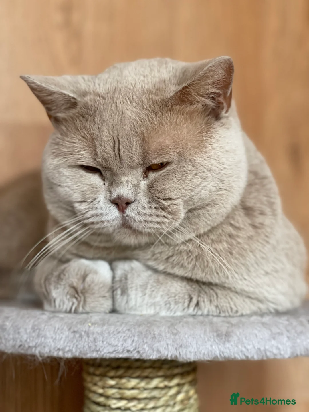 British Shorthair cats for stud: Lilac gccf stud blood group Ab in Birmingham - Advert 1