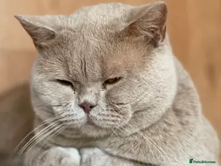 British Shorthair cats Lilac gccf stud blood group Ab in Birmingham - Advert 19