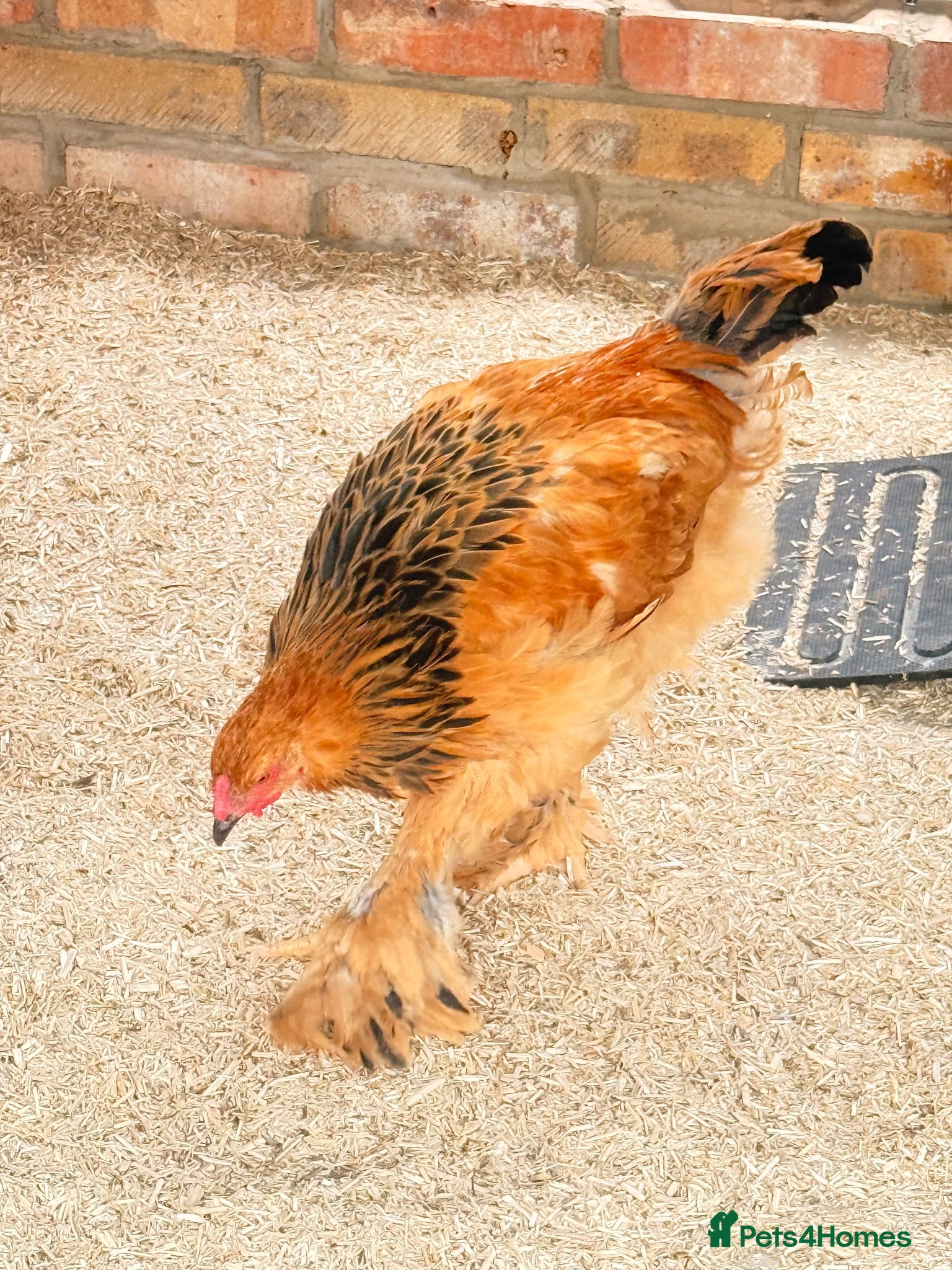 Chickens poultry Colombian buff brahma cockerel exhibition standard - Advert 3