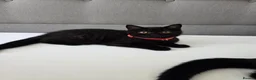 British Shorthair cats for sale: Beautiful British Shorthair Kittens for LovingHome - Advert 28