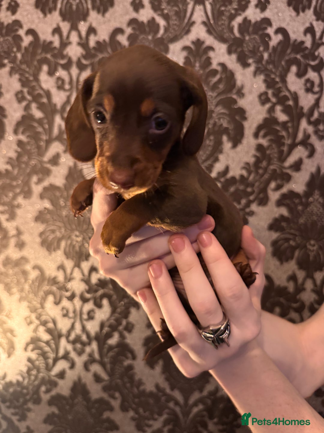 Dachshund dogs for sale: **** Absolutely Stunning Babies **** - Advert 26