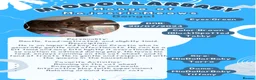 Bengal cats for sale: Stunning Retired Bengal Cats Looking for homes - Advert 6