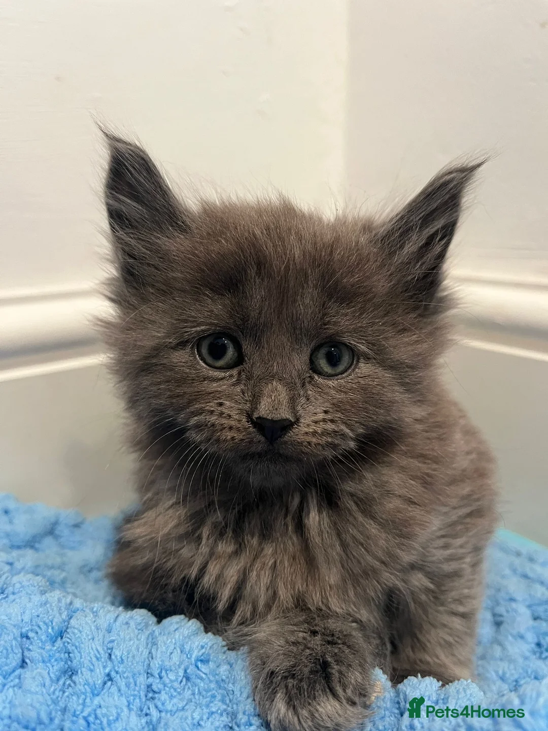 Maine Coon cats for sale: Maine Coon X  - Advert 2