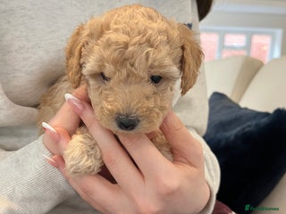 Miniature Poodle dogs Gorgeous miniature poodle pups - Advert 5