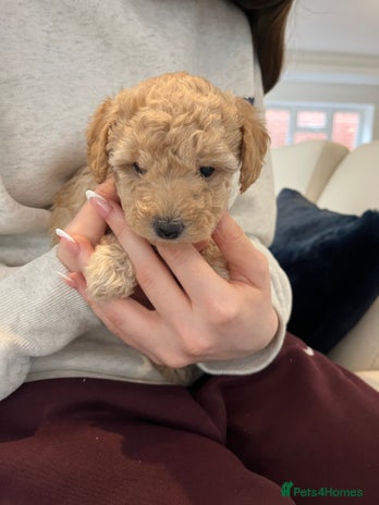 Miniature Poodle dogs Gorgeous miniature poodle pups - Advert 14