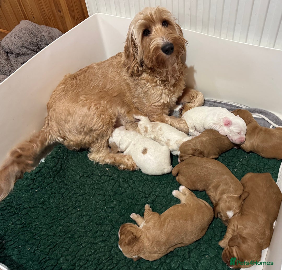 Australian Labradoodle dogs for sale: Perfect Mini Australian Labradoodles 🐾  - Advert 1