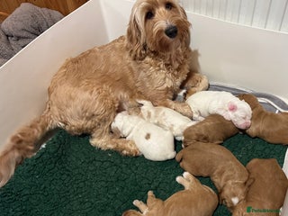 Australian Labradoodle dogs Perfect Mini Australian Labradoodles 🐾 - Advert 3