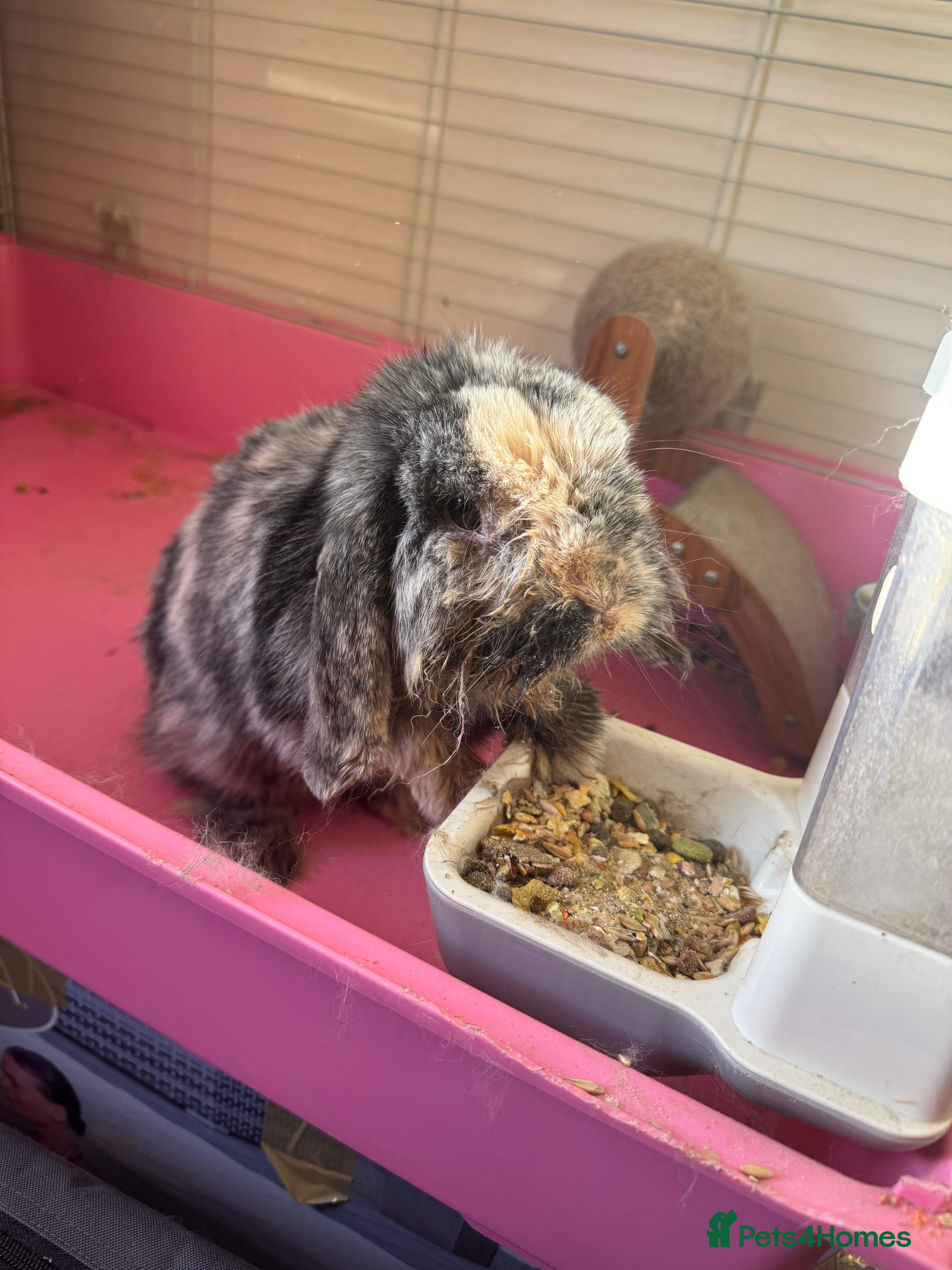 Mini Lop rabbits Rabbit loop - Advert 1