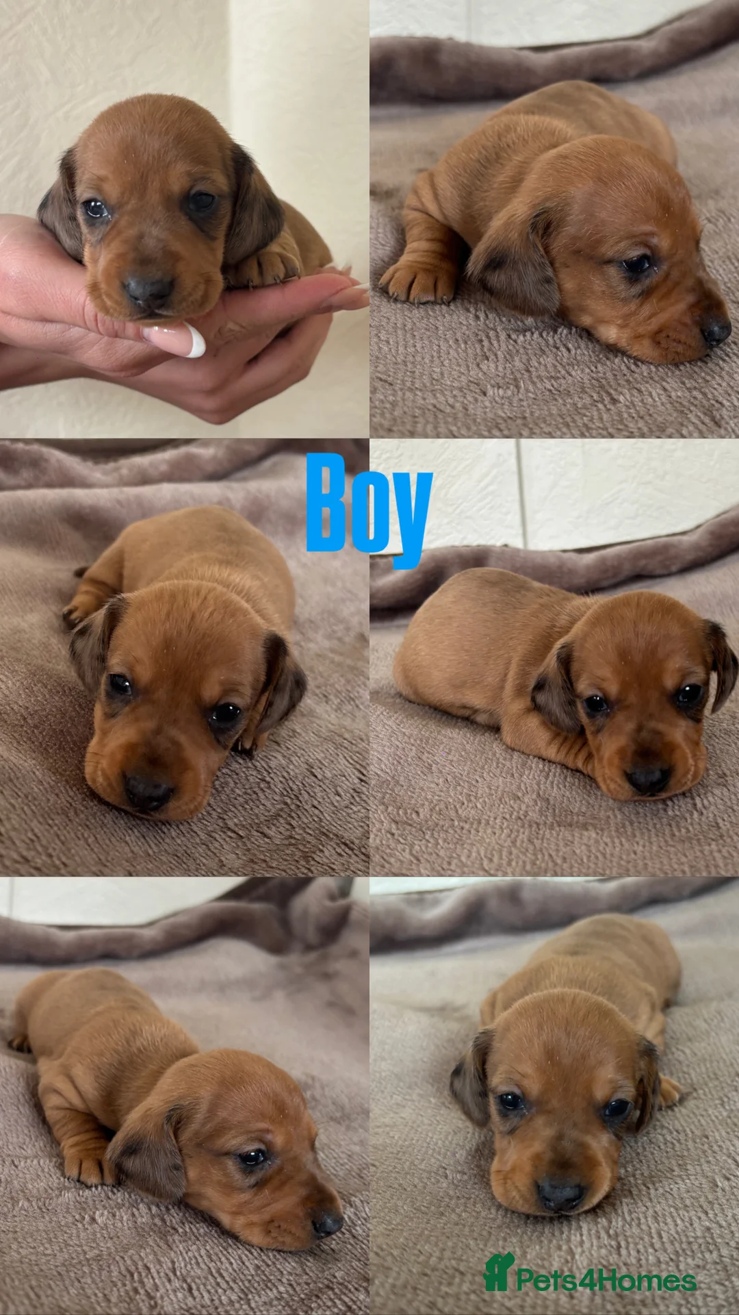 Dachshund dogs for sale: 7 gorgeous minature dachshund puppy’s🐶 - Advert 3