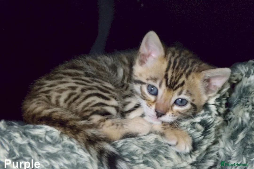 Bengal cats for sale: beautiful bengal kittens - Advert 1